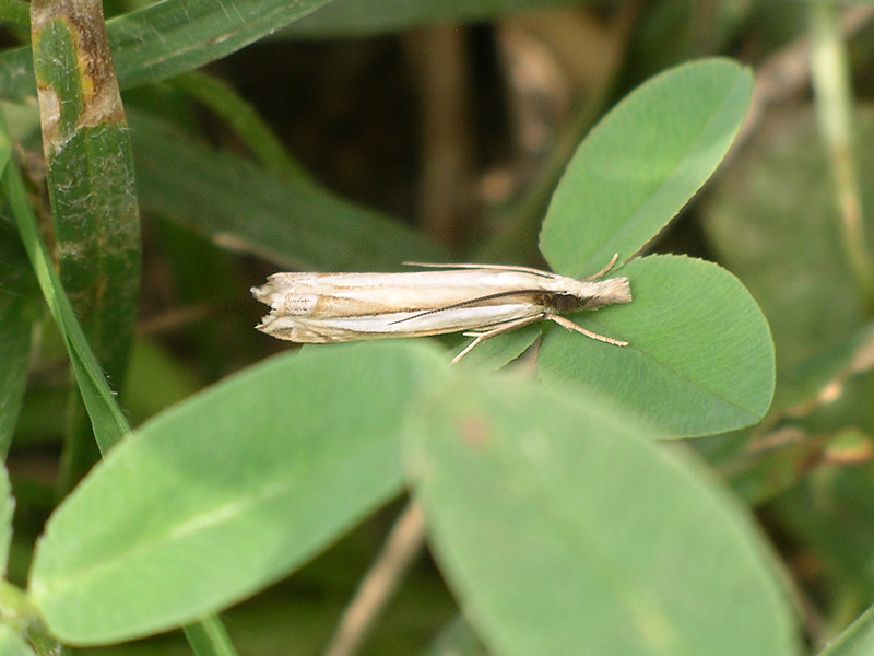 Angustalius malacellus
